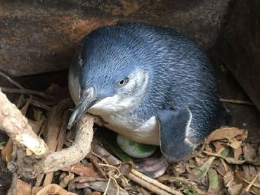 Blue Penguin Colony